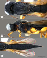 Image of Macroteleia striatipleuron Chen, Johnson, Masner & Xu 2013