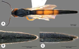 Image of Macroteleia striativentris Crawford 1910