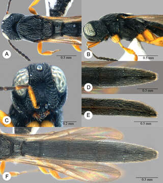 Image of Macroteleia boriviliensis Saraswat 1982