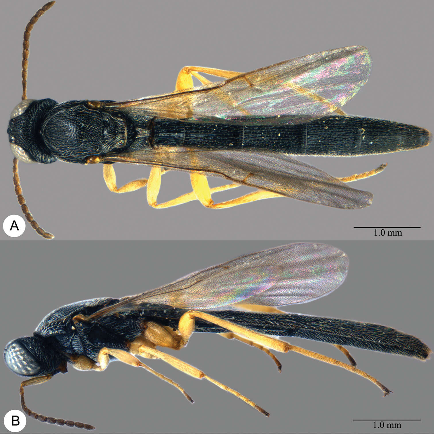 Image of Macroteleia carinigena Chen, Johnson, Masner & Xu 2013