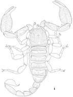 Sivun Euscorpiidae kuva