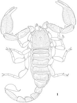 Image of Scorpiops