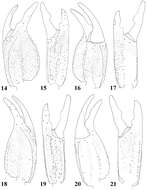 Sivun Euscorpiidae kuva