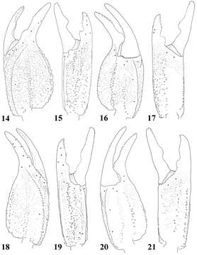 Image of Scorpiops