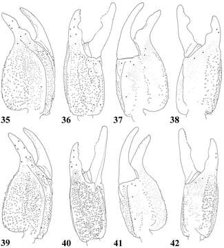 Image of Scorpiops