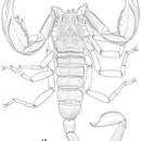 Image of Scorpiops luridus Qi, Zhu & Lourenço 2005