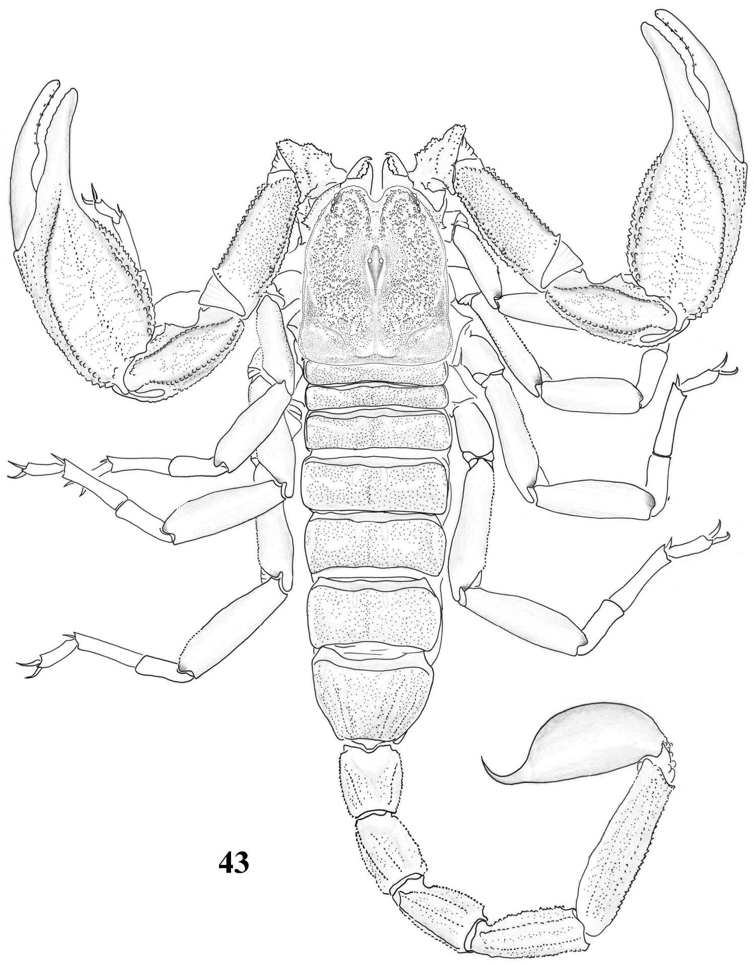 Image of Euscorpiidae