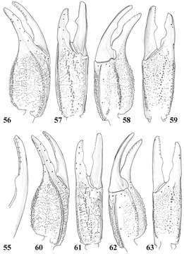 Image of Scorpiops