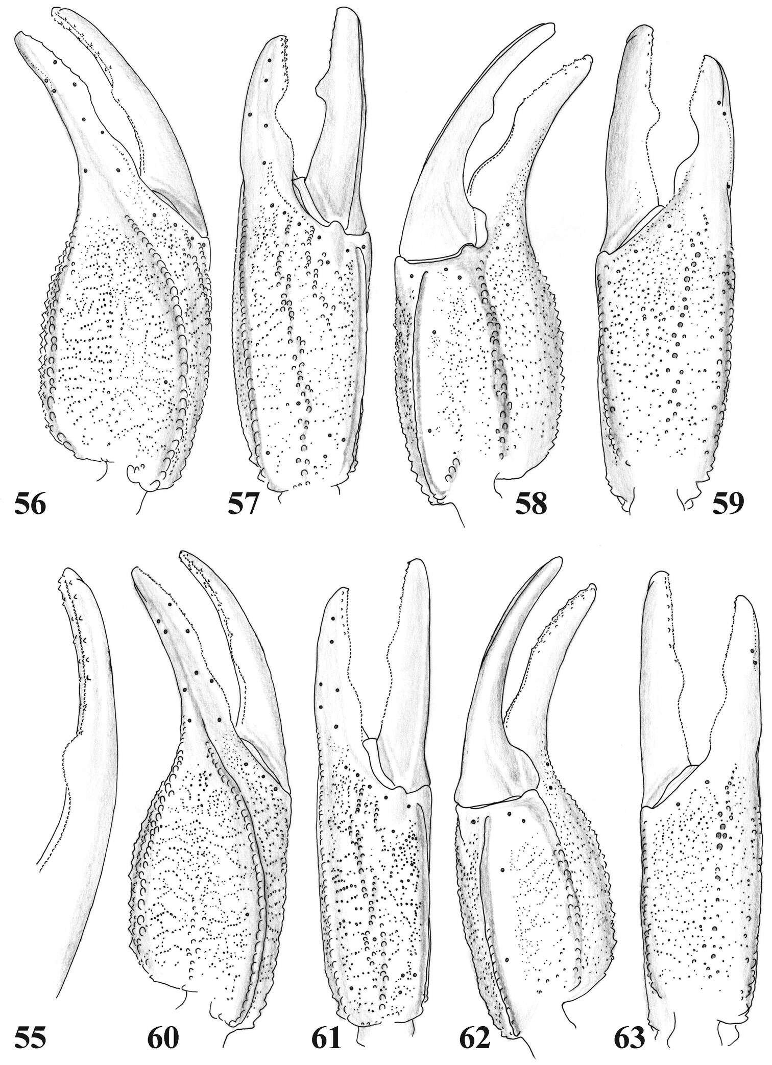 Euscorpiidae resmi