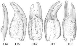 Image of Scorpiops tibetanus Hirst 1911