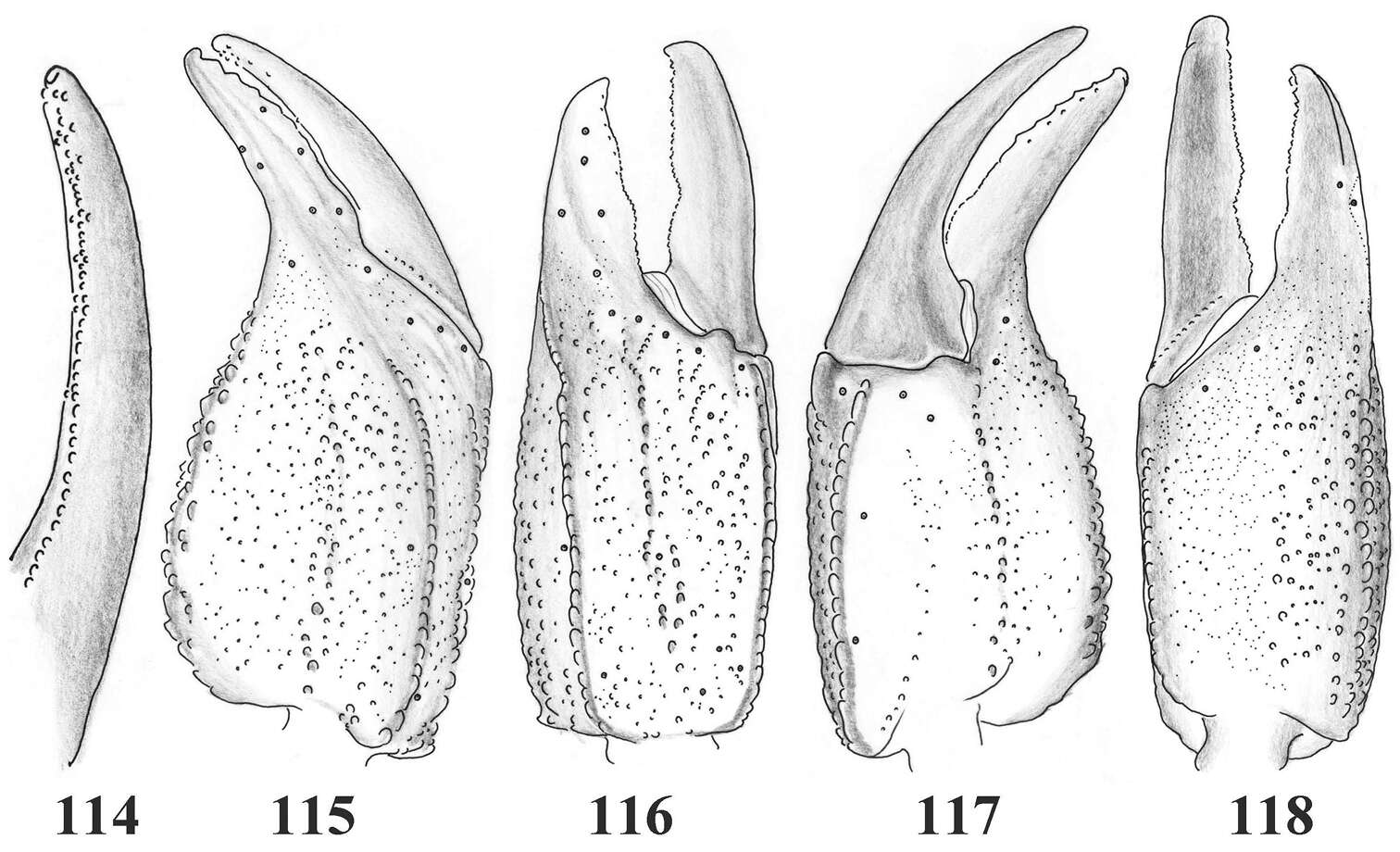 Image of Scorpiops tibetanus Hirst 1911