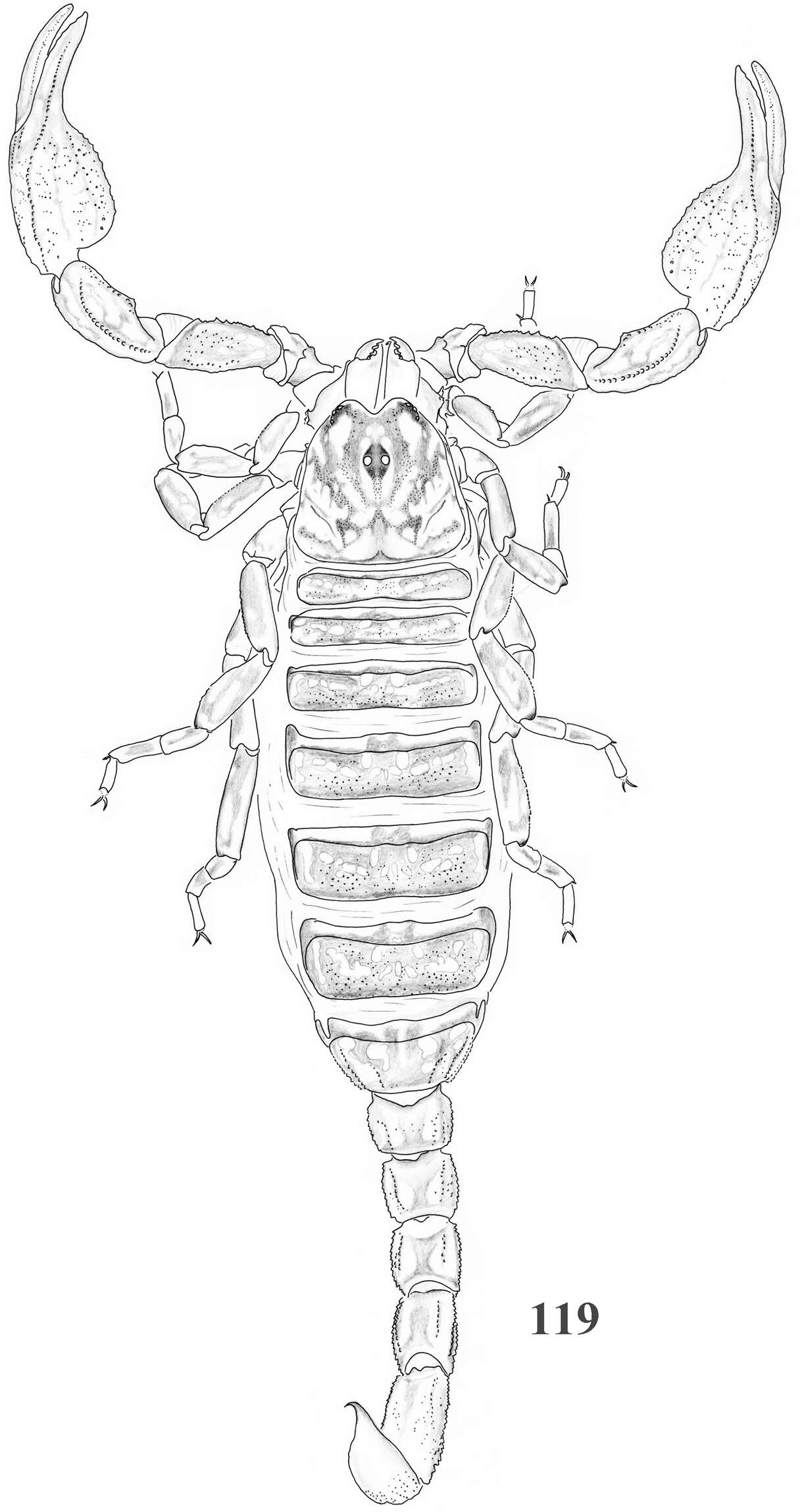 Image of Scorpiops jendeki Kovarik 2000