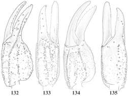 Image of Scorpiops jendeki Kovarik 2000