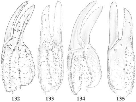 Image of Scorpiops jendeki Kovarik 2000