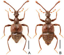 Image of Megatyrus tengchongensis Yin, Zi-Wei & Li-Zhen Li 2013