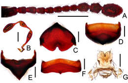 Image of Megatyrus tengchongensis Yin, Zi-Wei & Li-Zhen Li 2013