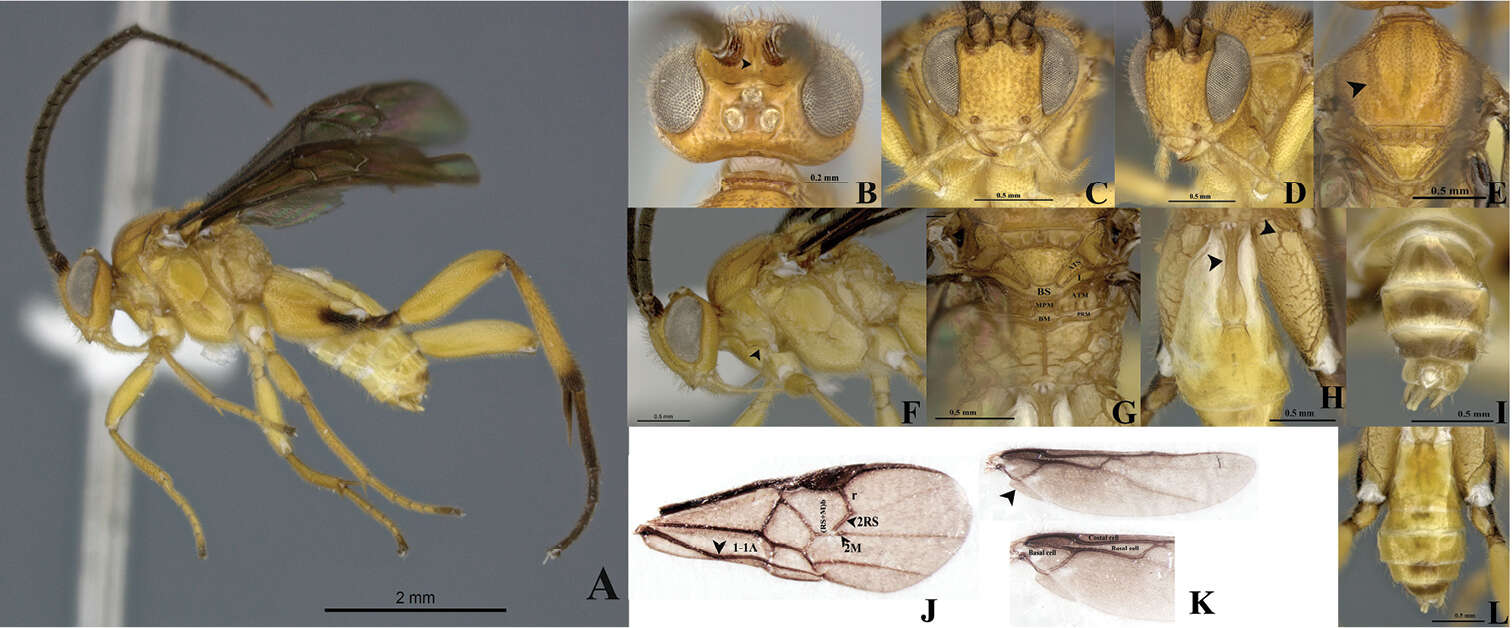 Image of Wilkinsonellus kogui Arias-Penna & Whitfield