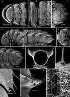 Imagem de Opisotretidae