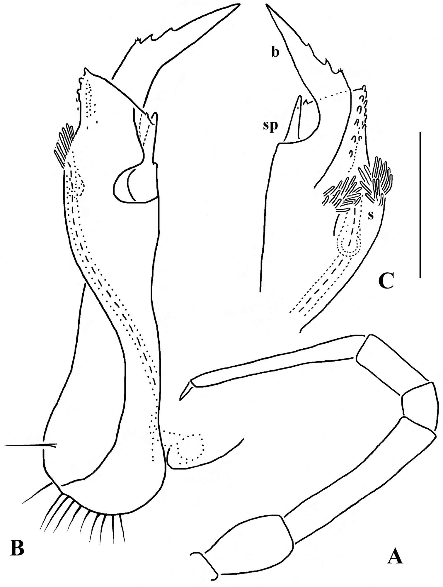 Imagem de Opisotretidae