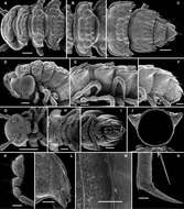 Imagem de Opisotretus beroni Golovatch, Geoffroy, Stoev & Spiegel 2013