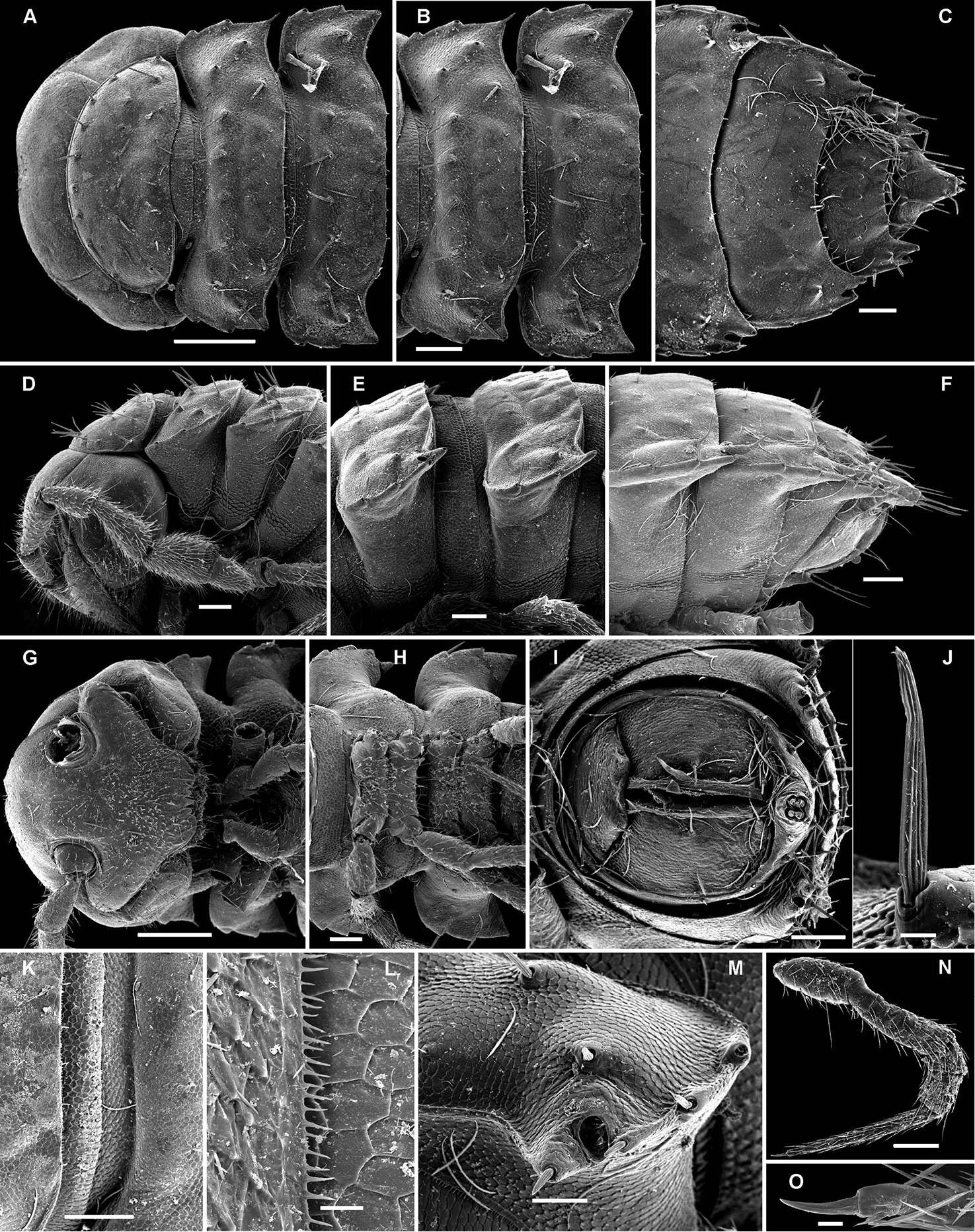 Imagem de Opisotretus hagen Golovatch, Geoffroy, Stoev & Spiegel 2013