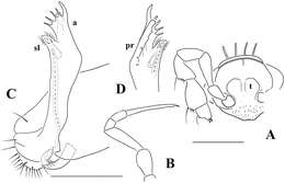 Imagem de Opisotretus hagen Golovatch, Geoffroy, Stoev & Spiegel 2013