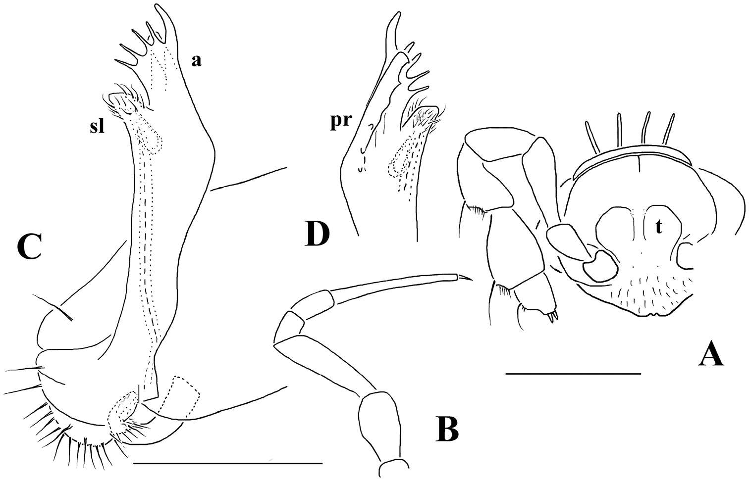 Imagem de Opisotretus hagen Golovatch, Geoffroy, Stoev & Spiegel 2013