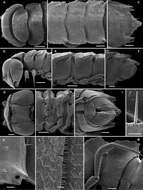 Imagem de Opisotretus deharvengi Golovatch, Geoffroy, Stoev & Spiegel 2013