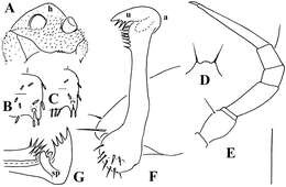 Imagem de Opisotretus spinosus Golovatch, Geoffroy, Stoev & Spiegel 2013