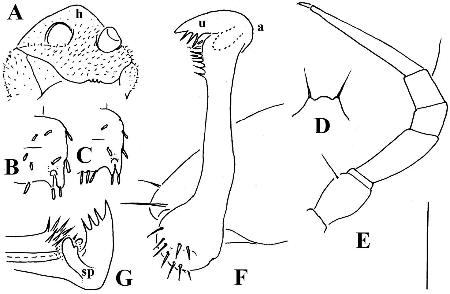 Imagem de Opisotretus spinosus Golovatch, Geoffroy, Stoev & Spiegel 2013