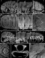 Imagem de Martensodesmus cattienensis Golovatch, Geoffroy, Stoev & Spiegel 2013