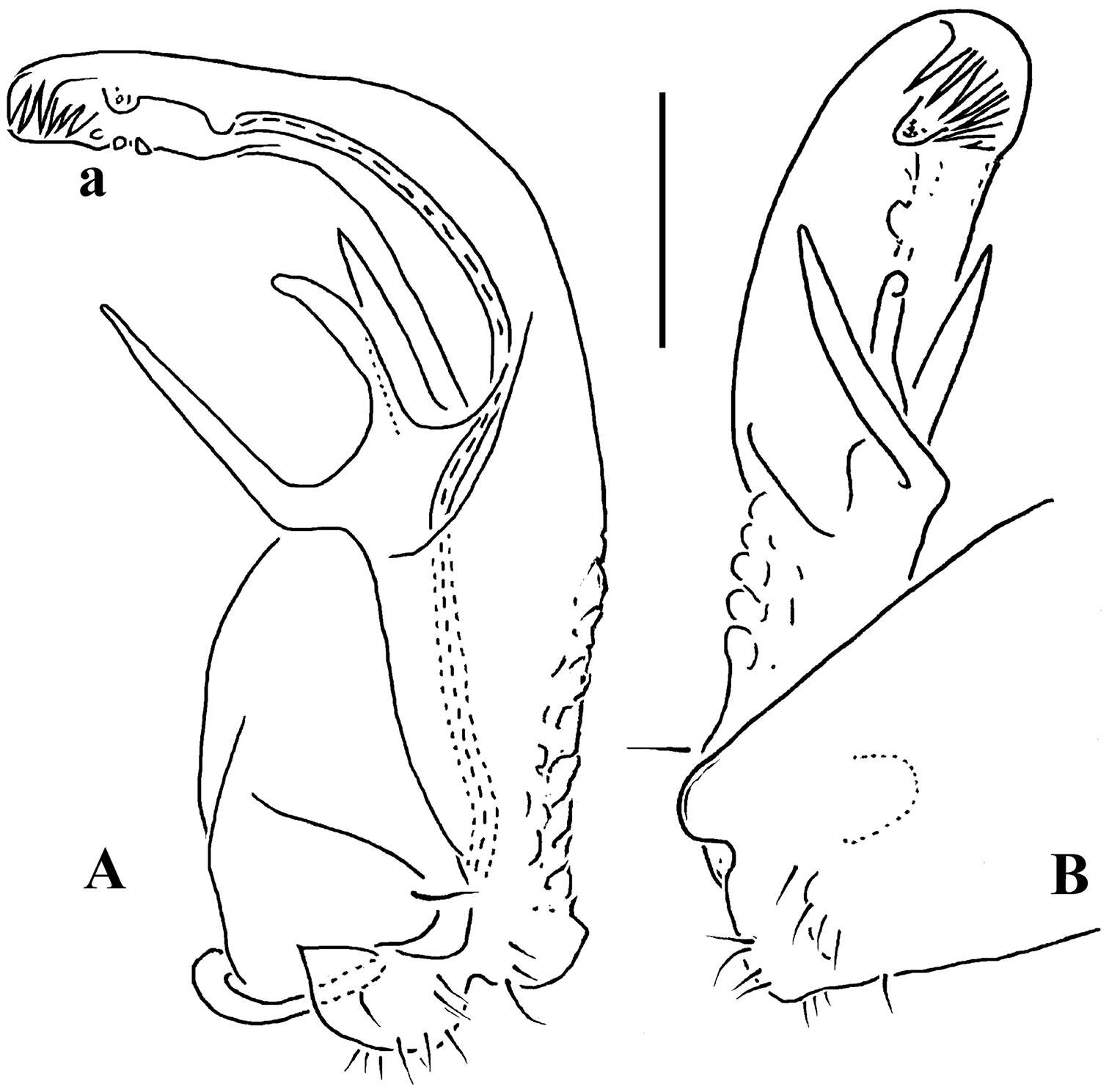 Imagem de Martensodesmus cattienensis Golovatch, Geoffroy, Stoev & Spiegel 2013