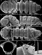 Imagem de Martensodesmus bedosae Golovatch, Geoffroy, Stoev & Spiegel 2013