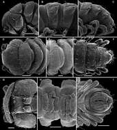 Imagem de Martensodesmus spiniger Golovatch, Geoffroy, Stoev & Spiegel 2013