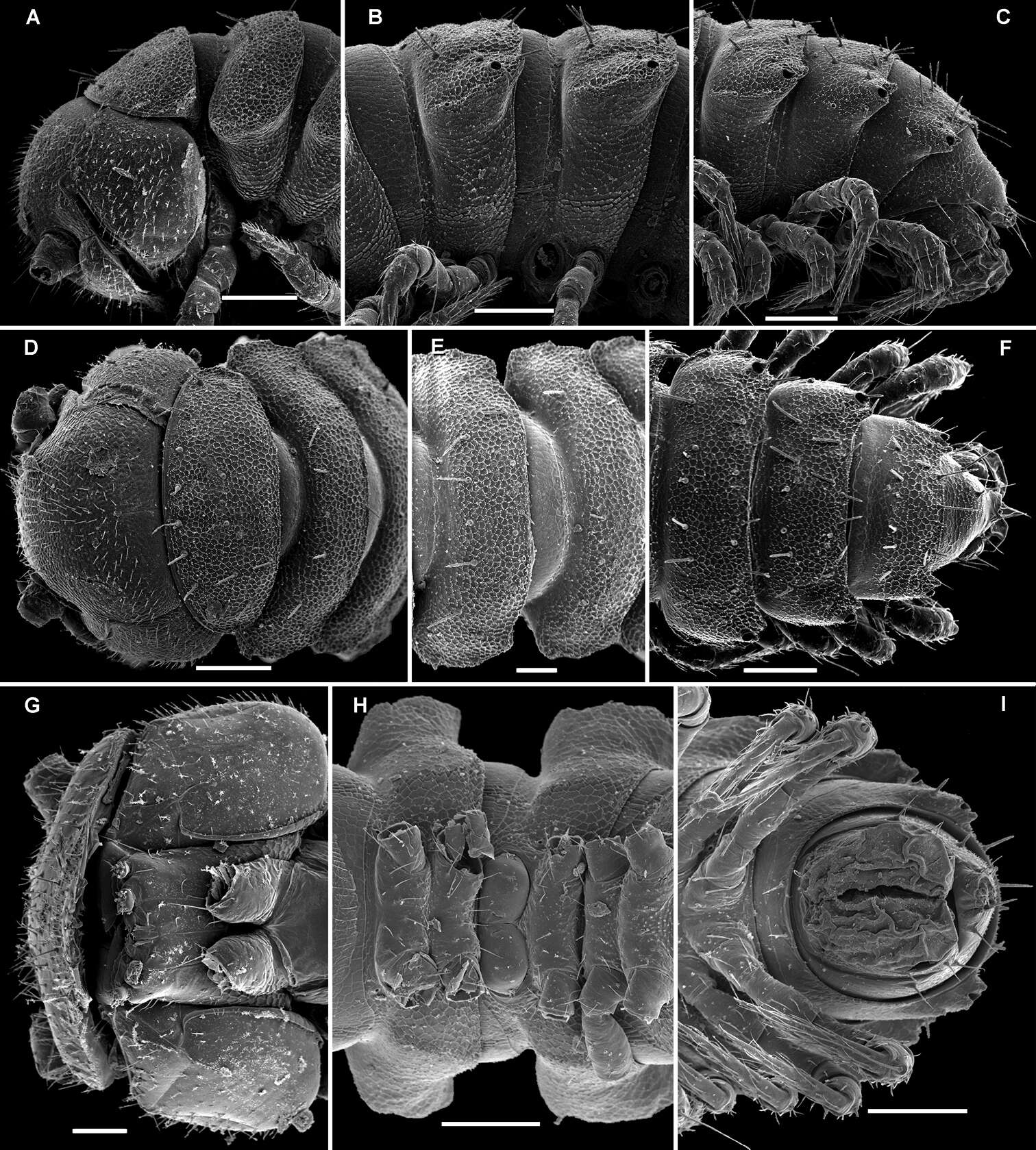 Imagem de Martensodesmus spiniger Golovatch, Geoffroy, Stoev & Spiegel 2013