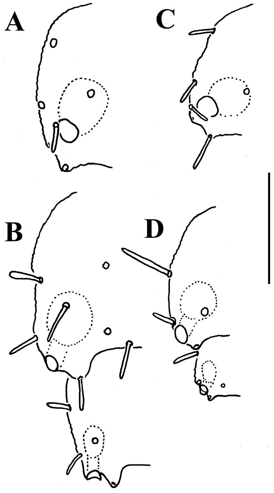 Imagem de Martensodesmus spiniger Golovatch, Geoffroy, Stoev & Spiegel 2013