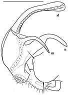 Imagem de Carlotretus triramus Golovatch, Geoffroy, Stoev & Spiegel 2013