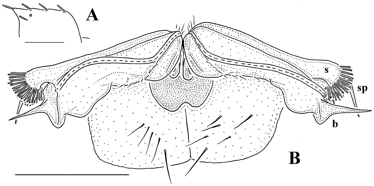 Image of Flat-backed Millipedes