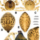Image of Trogloneta yuensis Lin & Li 2013