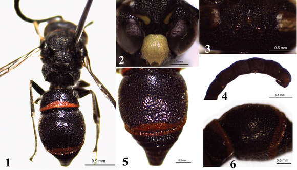 Image of Ancistrocerus transpunctatus You & Li