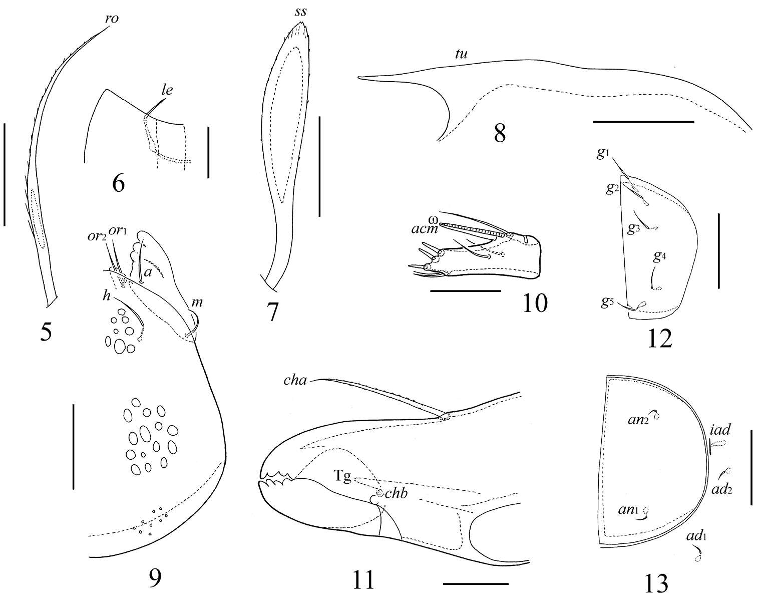 Image of Truncozetes ecuadoriensis Ermilov, Sandmann, Marian & Maraun 2013