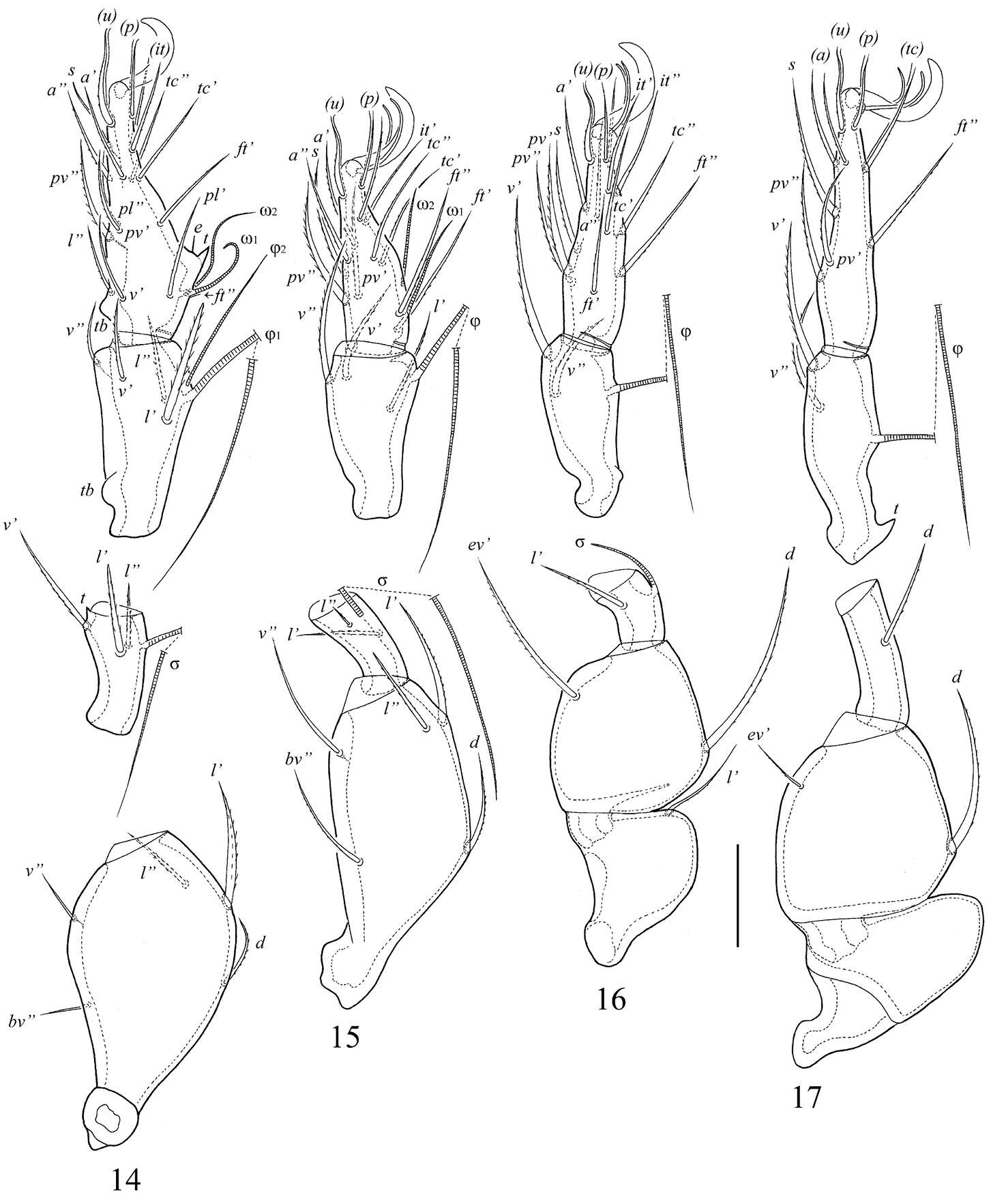 Sivun Truncozetes ecuadoriensis Ermilov, Sandmann, Marian & Maraun 2013 kuva