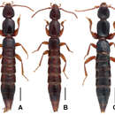 Sivun Lathrobium blandum Peng, Zhong & Li-Zhen Li 2013 kuva