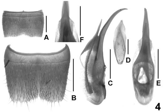 Image of Lathrobium blandum Peng, Zhong & Li-Zhen Li 2013