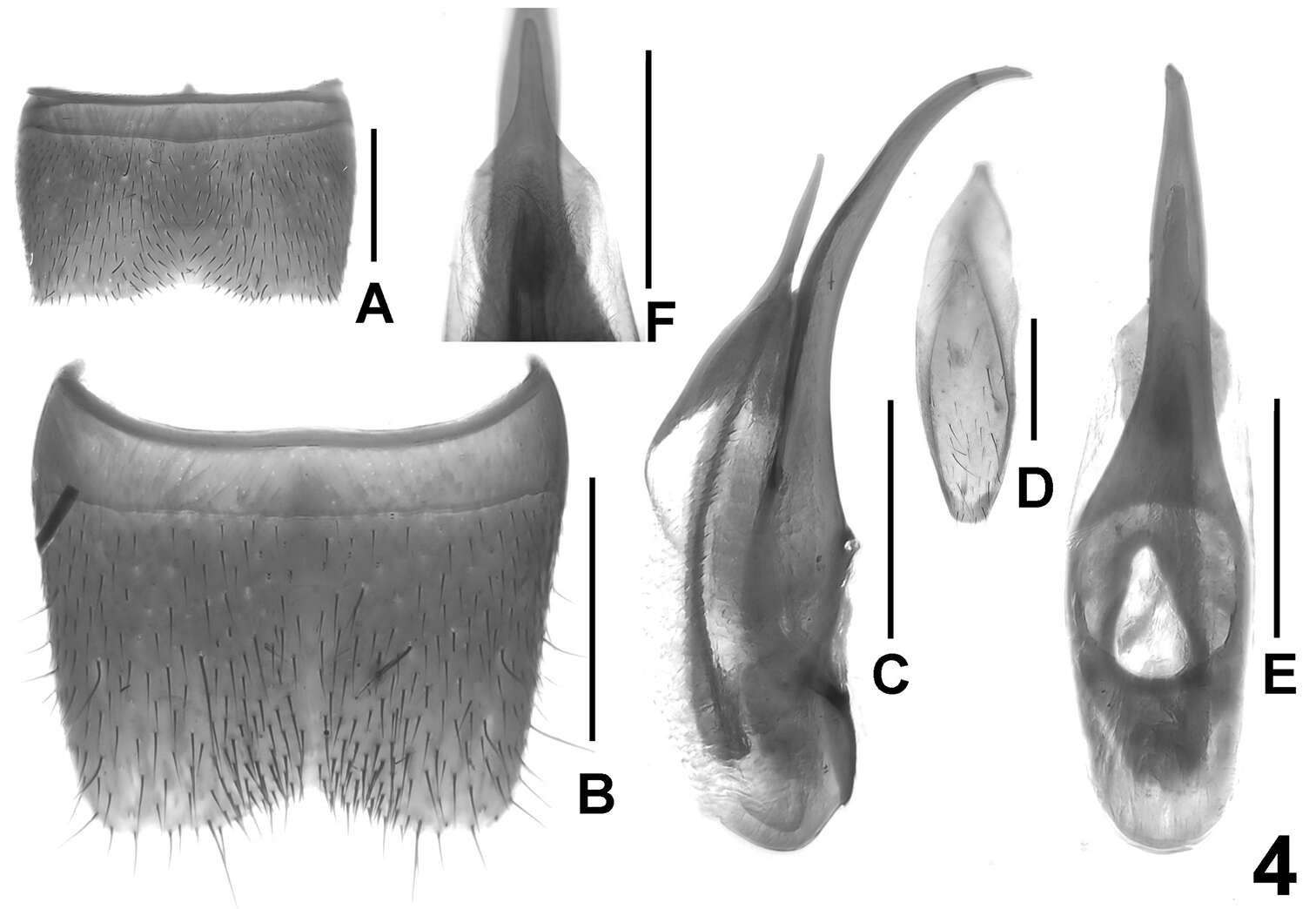 Image of Lathrobium blandum Peng, Zhong & Li-Zhen Li 2013