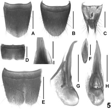 Image of Lathrobium yelense Peng, Zhong & Li-Zhen Li 2013