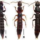 Image of Lathrobium obscurum Peng, Zhong & Li-Zhen Li 2013