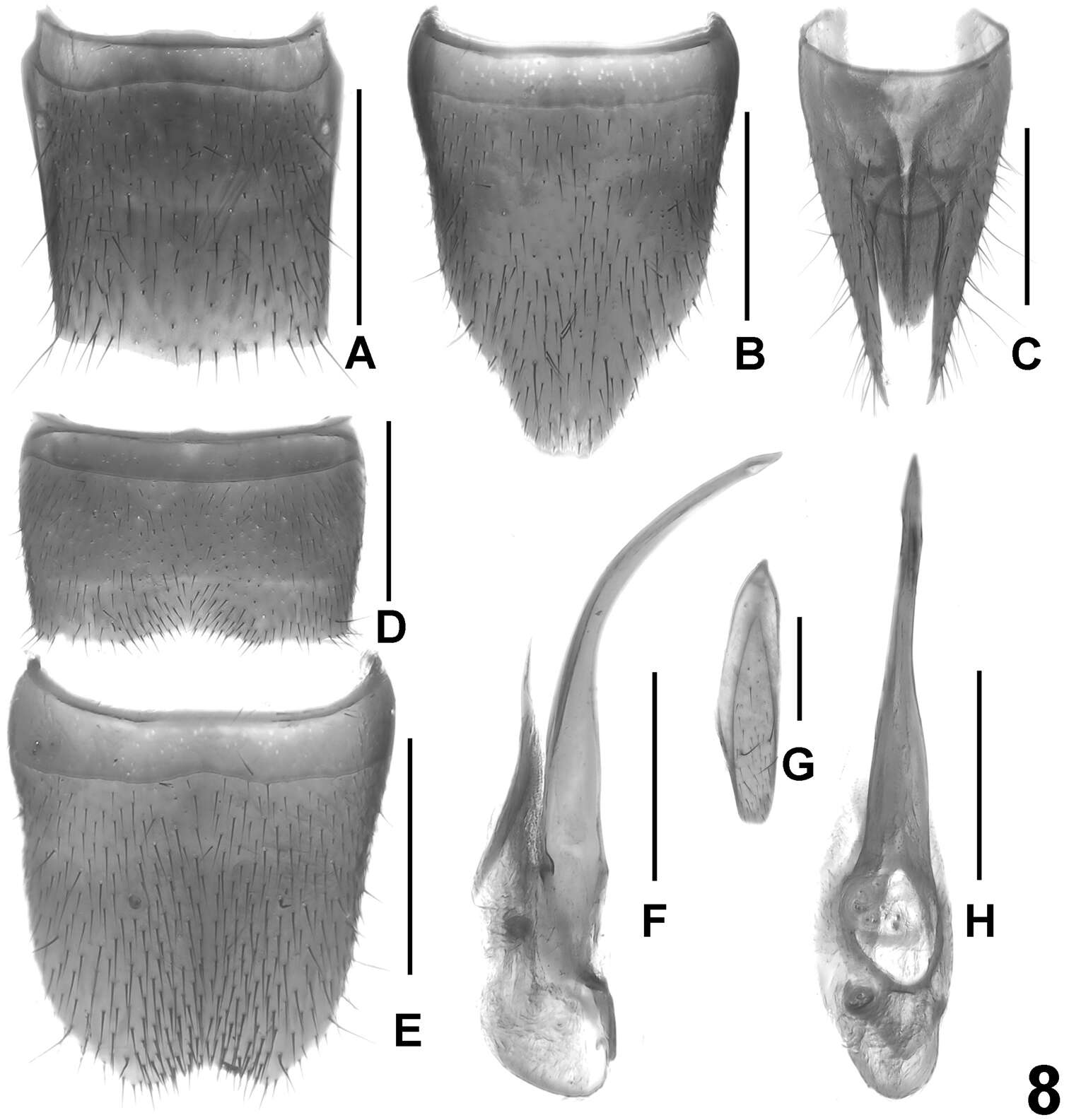 Image of Lathrobium yinziweii Peng, Zhong & Li-Zhen Li 2013