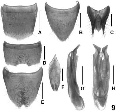 Image of Lathrobium illustre Peng, Zhong & Li-Zhen Li 2013