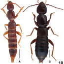 Image of Lathrobium micangense Peng, Zhong & Li-Zhen Li 2013